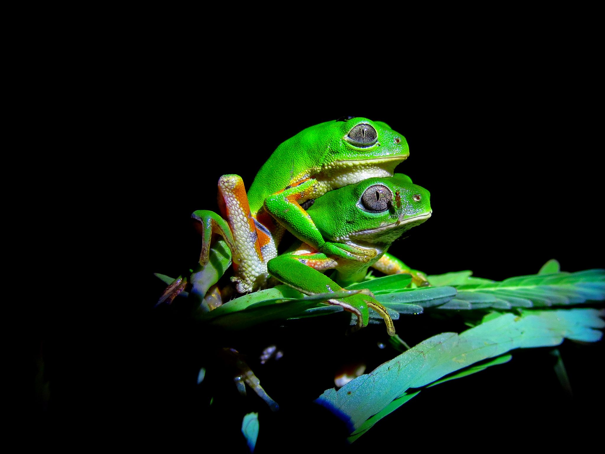 Brasileiro et al. 2022